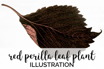 Leaf Clipart Vintage