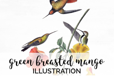 Hummingbird Clipart Vintage