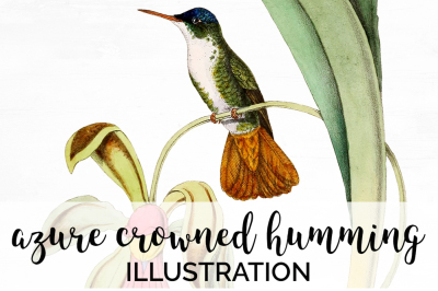 Hummingbird Clipart Vintage