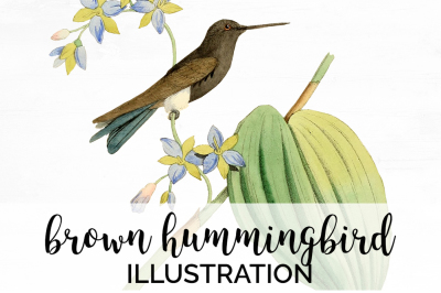 Hummingbird Clipart Vintage