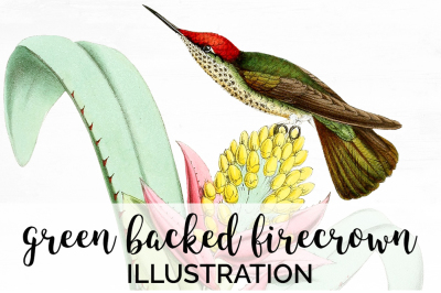 Hummingbird Clipart Vintage