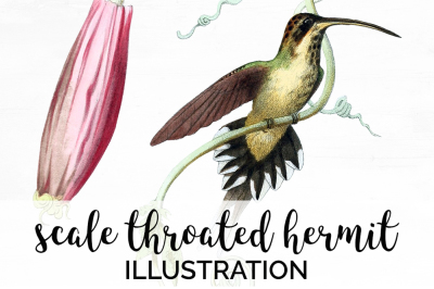 Hummingbird Clipart Vintage