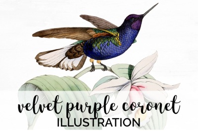 Hummingbird Clipart Vintage