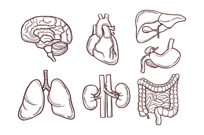 Hand drawn illustration of human organs