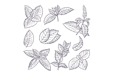 Hand drawn illustrations of mint leaves and branches