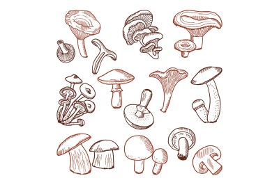 Fresh food of mushrooms. Nature vector hand drawn illustrations