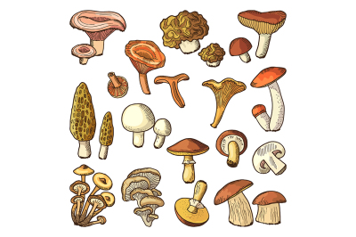 Colored nature vector illustrations of mushrooms