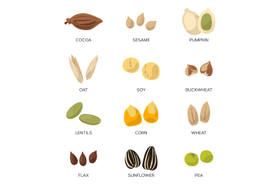 Illustration of different seeds isolate on white background