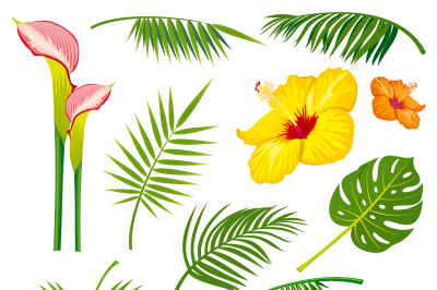 Tropical jungle leaves and flowers vector set