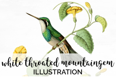 Hummingbird Clipart Vintage