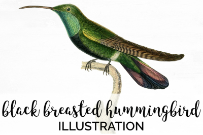 Hummingbird Clipart Vintage