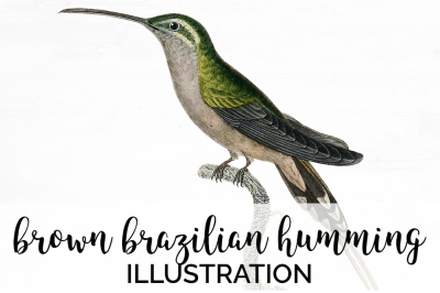 Hummingbird Clipart Vintage