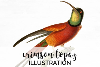 Hummingbird Clipart Vintage