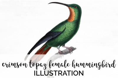 Hummingbird Clipart Vintage