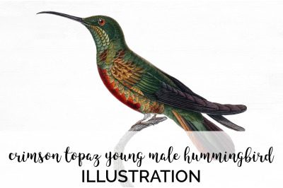 Hummingbird Clipart Vintage