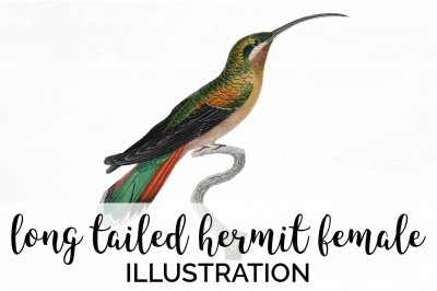 Hummingbird Clipart Vintage