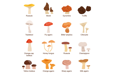 Natural fresh food. Different mushrooms