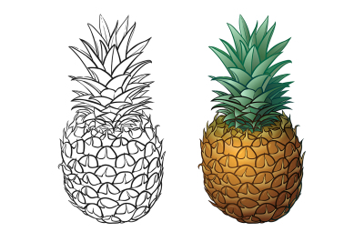 Hand drawn pineapple plus color. Vector illustrations 