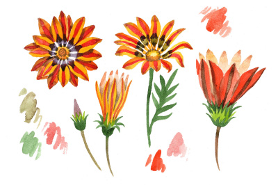 Wildflower orange gazania PNG watercolor set