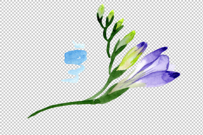 Aquarelle purple freesia PNG flower set