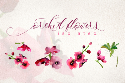 Pink orchid flowers PNG watercolor set