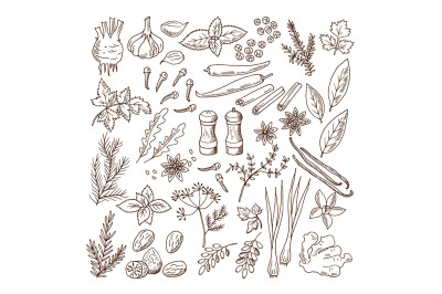 Hand drawn illustrations of different herbs and spices