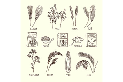 Vector set of different cereals. Muesli, wheat, rice and others