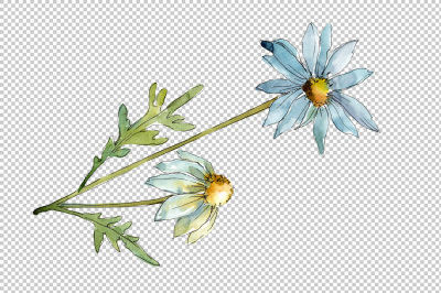 Blue daisy PNG watercolor flower set