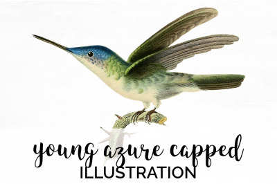 Hummingbird Clipart Vintage