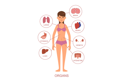 Internal organs of the human body. Anatomy of the female body