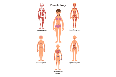 Female body. Human anatomy. Skeletal and muscular system, nervous 