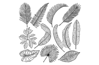 Floral hand drawn pictures of tropical leaves. Vector pictures set