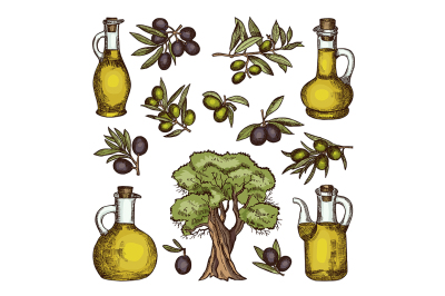 Colored illustrations of different olive products and ingredients