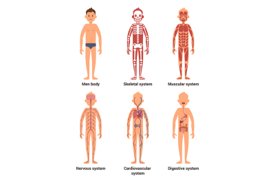 Body anatomy of men. Nerves and muscular systems, heart 