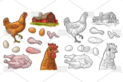 Set chicken. Vintage color vector engraving