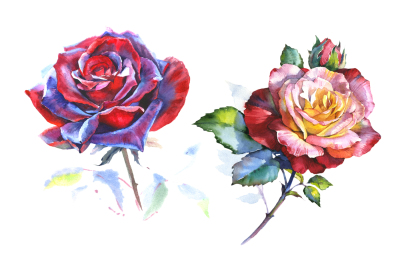 Stunning big red rose PNG watercolor set