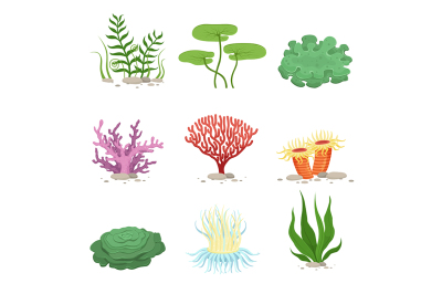 Sea aquatic fauna underwater plants and corals