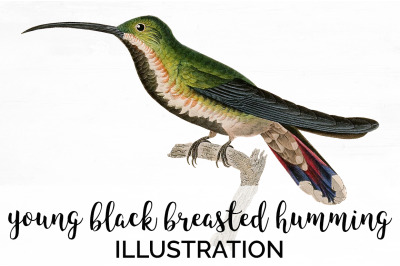 Hummingbird Clipart Vintage