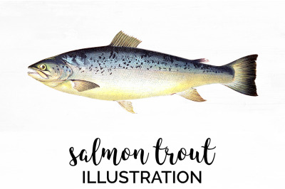 Salmon Trout Clipart