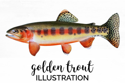 Trout Clipart