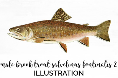 Trout Clipart