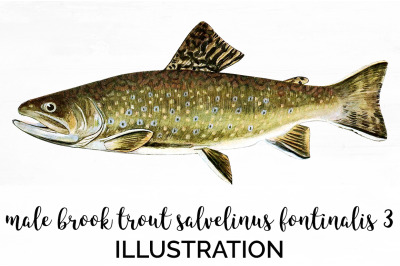 Trout Clipart