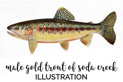 Trout Clipart