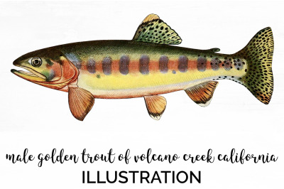 Trout Clipart