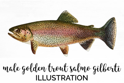 Trout Clipart