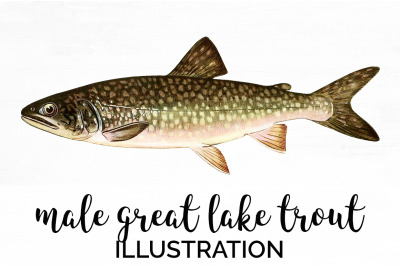 Trout Clipart