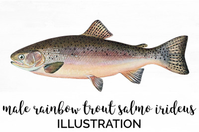 Trout Clipart