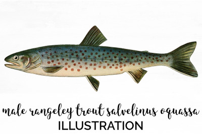 Trout Clipart