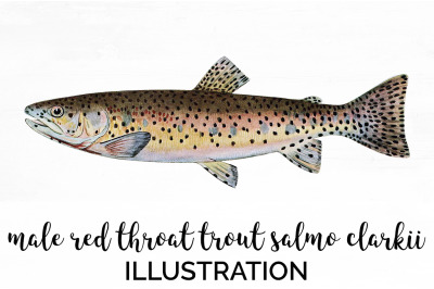 Trout Clipart