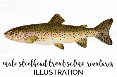 Trout Clipart